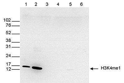 Western Blot: Histone H3 [Monomethyl Lys4] Antibody [NBP2-54613] - Histone 3 [Monomethyl Lys4] Antibody [NBP2-54613] - Western blot was performed on whole cell (25 ug, lane 1) and histone extracts (15 ug, lane 2) from HeLa cells, and on 1 ug of recombinant histone H2A, H2B, H3 and H4 (lane 3, 4, 5 and 6, respectively) using the antibody against H3K4me1. The antibody was diluted 1:500 in TBS-Tween containing 5% skimmed milk. Observed molecular weight is ~15 kDa.